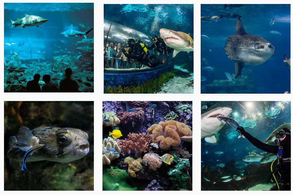Een afbeelding van haaien in het aquarium van Barcelona